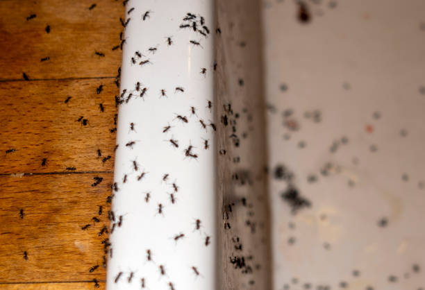  Medicine Lodge, KS Pest Control Pros